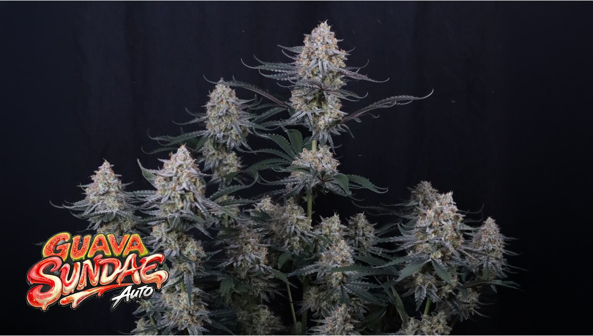 Guava Sundae Auto: Dove l’Intensità Tropicale Incontra la Resina Cremosa