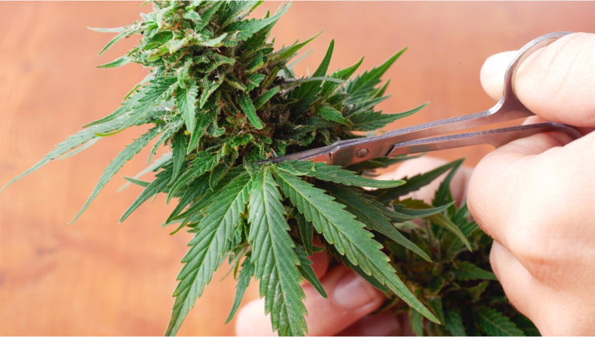 Qué hacer con las hojas del cannabis? - Semillas de marihuana  Autoflorecientes Fast Buds