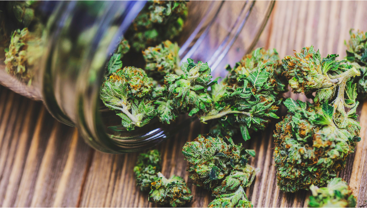 Jak Zobaczy Rnic Midzy Dobrymi i Zymi Pkami Konopi