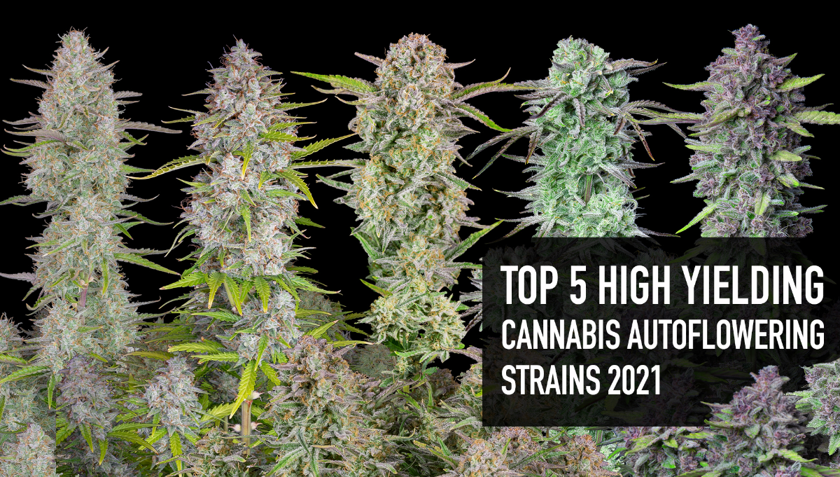 5 Misunderstood simple Facts About Most Important Best Automatic Strains