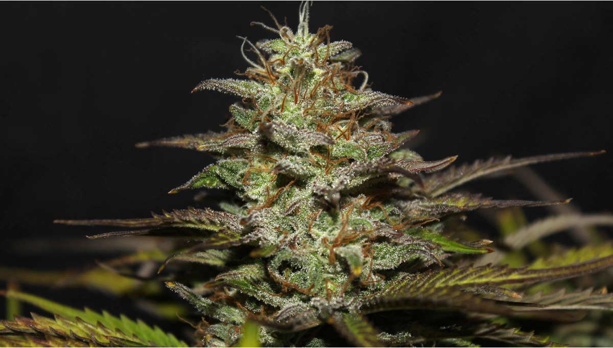 Cheese Auto Cannabis Strain Week-by-Week Guide | Fast Buds