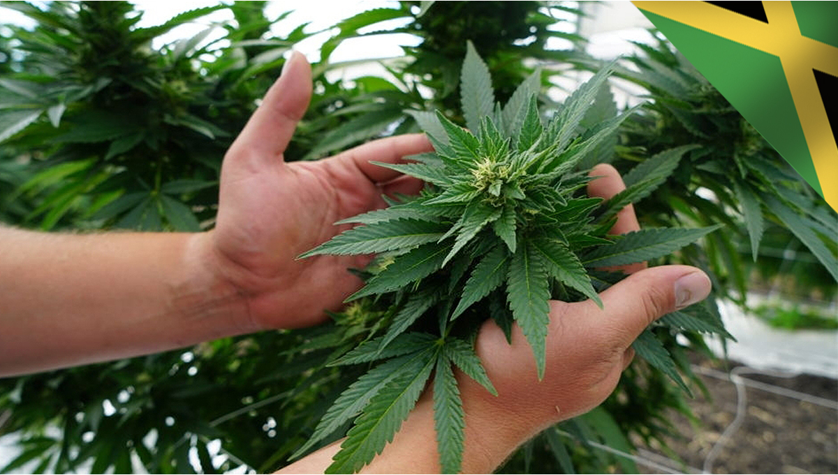 Jamaica’s Government is Busting Marijuana Myths