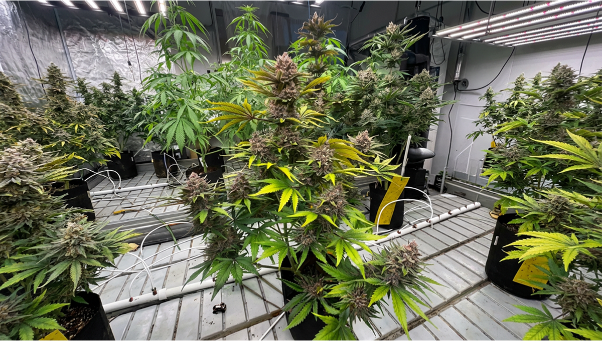 Guava Auto RF3 Kontrola fenotypu