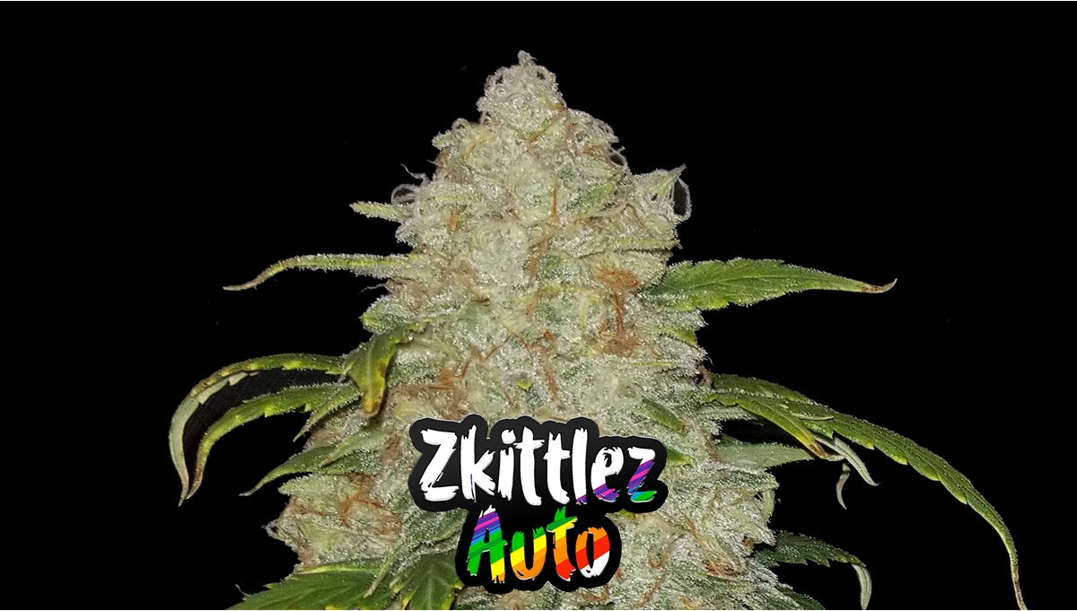 Z Auto Cannabissorte Wochenweiser AnbauGuide