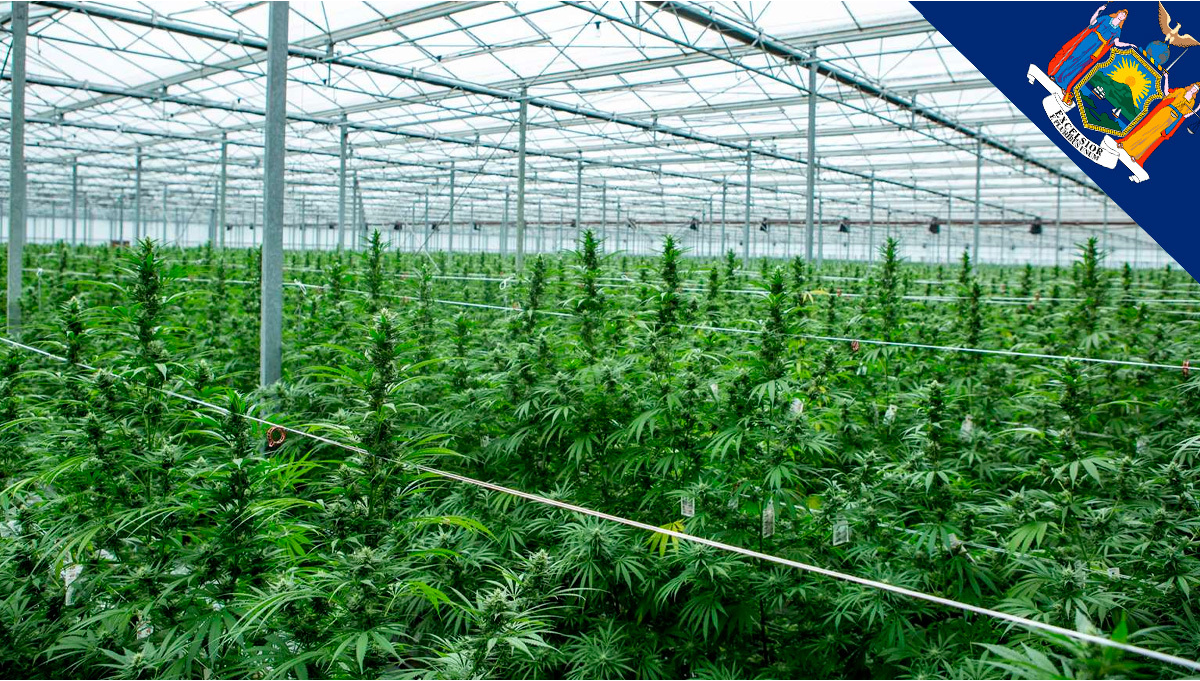 Фермери Нью-Йорку можуть перейти з конопель на канабіс цього сезону