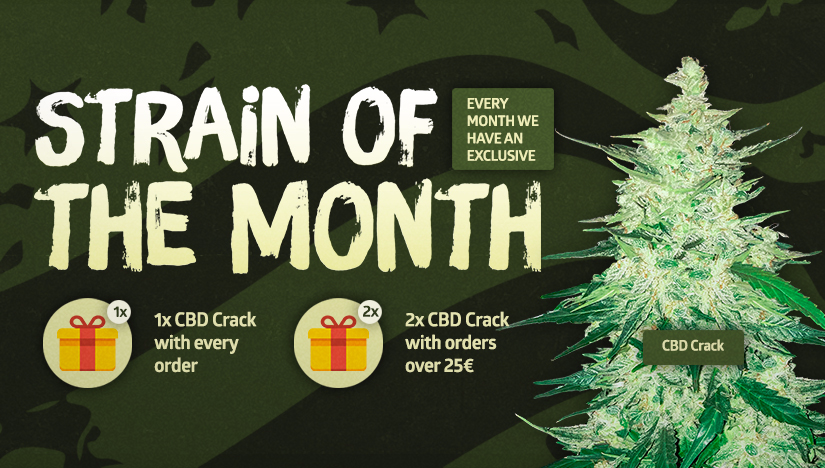 Fast Buds' Strain of the Month: CBD Crack! Fast Buds' Strain of the Month: CBD Crack!