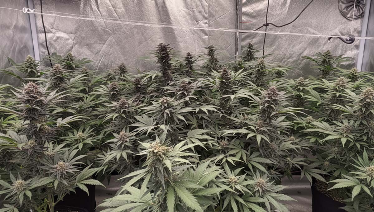 Lemon Cherry Cookies Auto Breeding Update