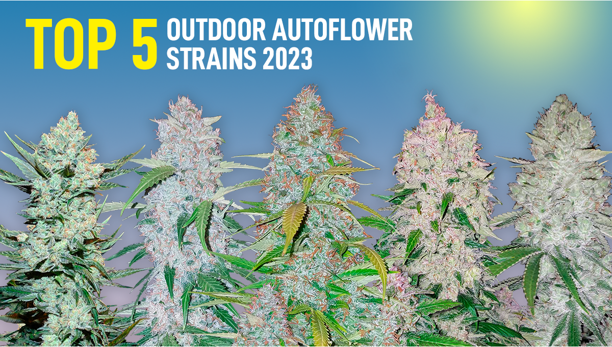 Top 5 Best Outdoor Autoflower Strains | Fast Buds