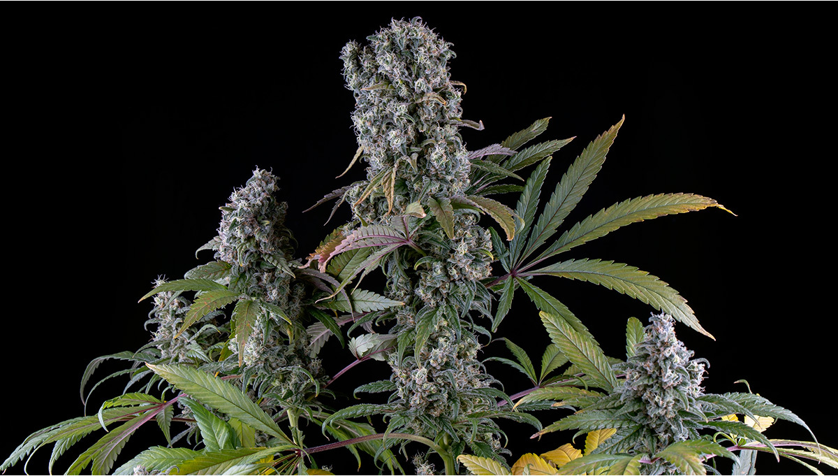 Gorilla Glue Auto Strain History