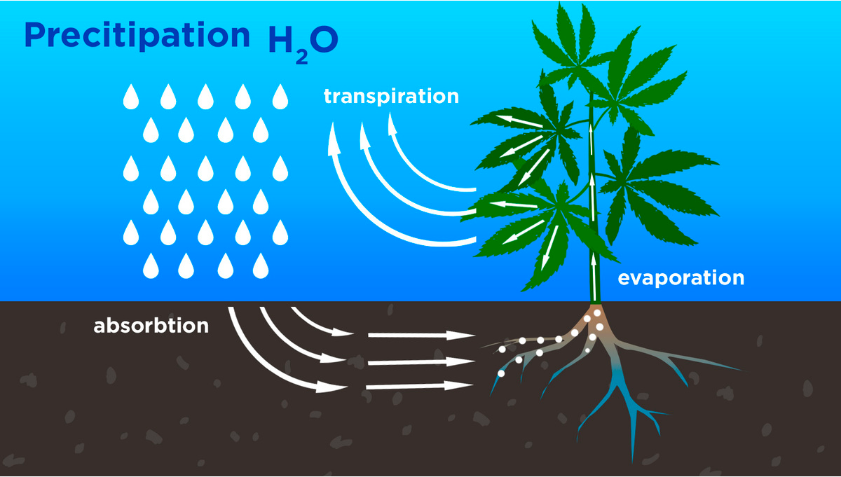 Come Viene Utilizzata L' Acqua Dalle Piante Di Cannabis E Cose Da