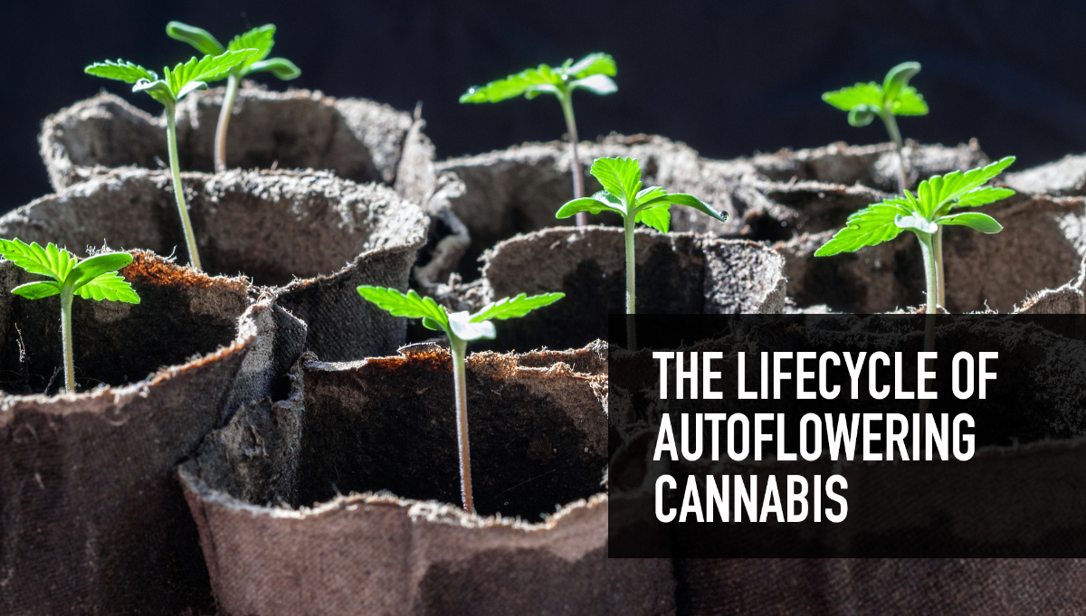 The Lifecycle of the Autoflowering Cannabis Plant