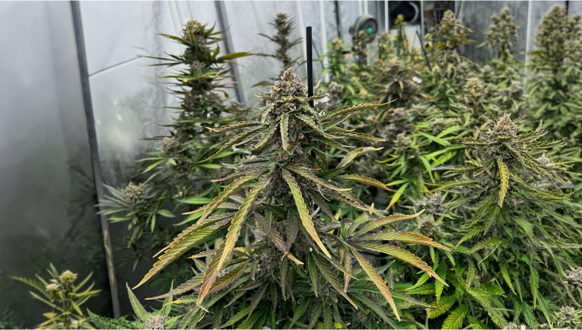 Gorilla Cookies Auto Final Stage Ready