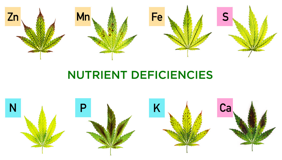 nutrients for marijuana seedlings