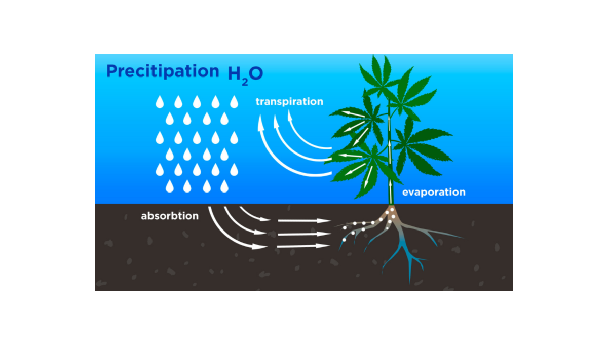 Comment les plantes de cannabis utilisent leau et ce quil faut savoir
