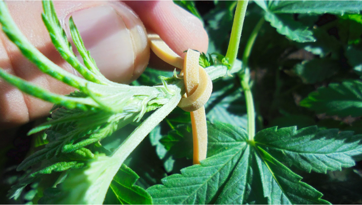 Kiedy Rozpocz Trening Niskiego Stresu LST Twojego Automatu