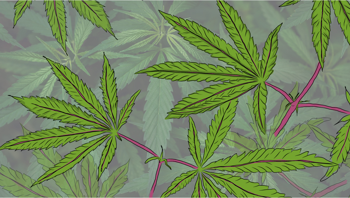 Если краснеют листья конопли в какой стране можно употреблять марихуану