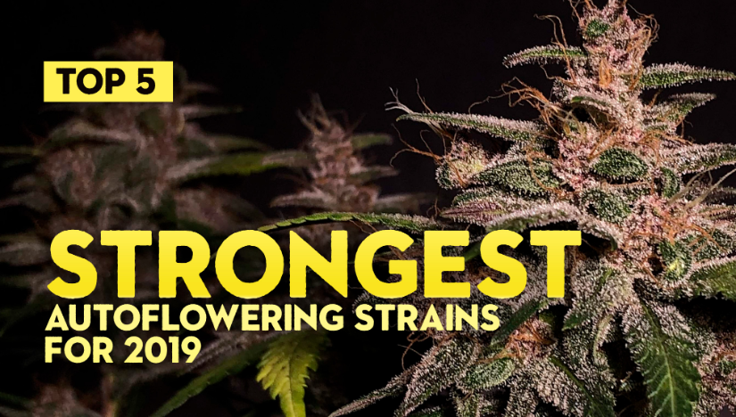 Top 5 Strongest Autoflowering Strains for 2019 - Fast Buds ...