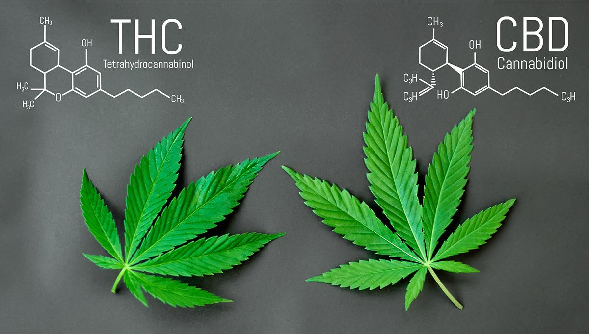 The Difference Between Cbd And Thc Things To Know Before You Get This