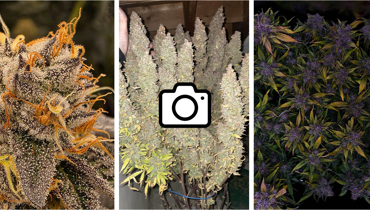 Zwycięzcy Lutowego Konkursu Fotograficznego na Discordzie