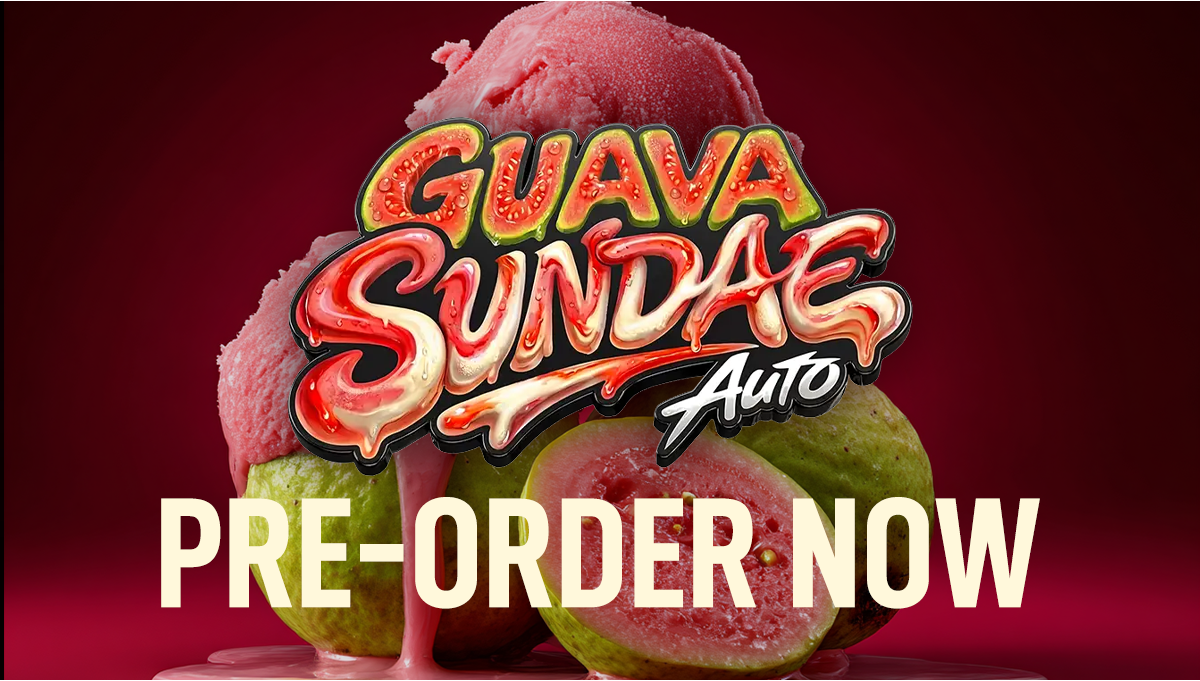 Premiera szczepu: Guava Sundae Auto