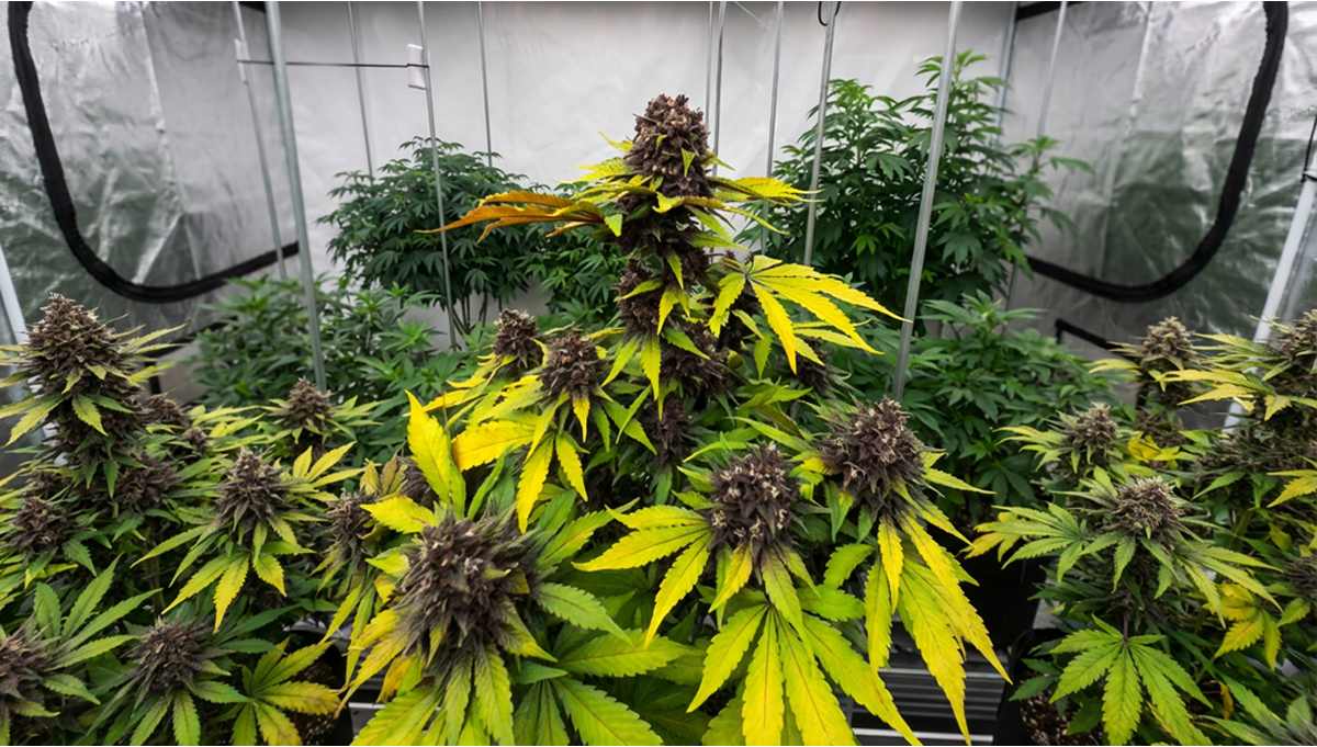 Stresstesting av forrige generasjon Purple Lemonade