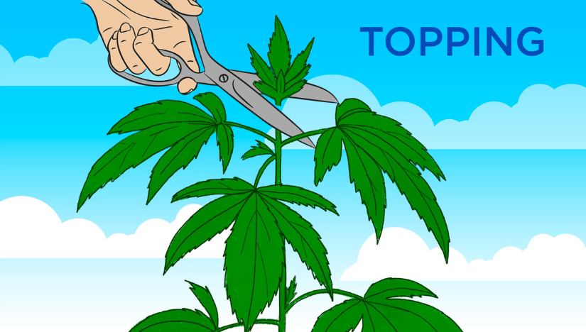 sikkerhedsstillelse Bær fordrejer Can I Use Topping On Autoflowering Cannabis Plants? | Fast Buds