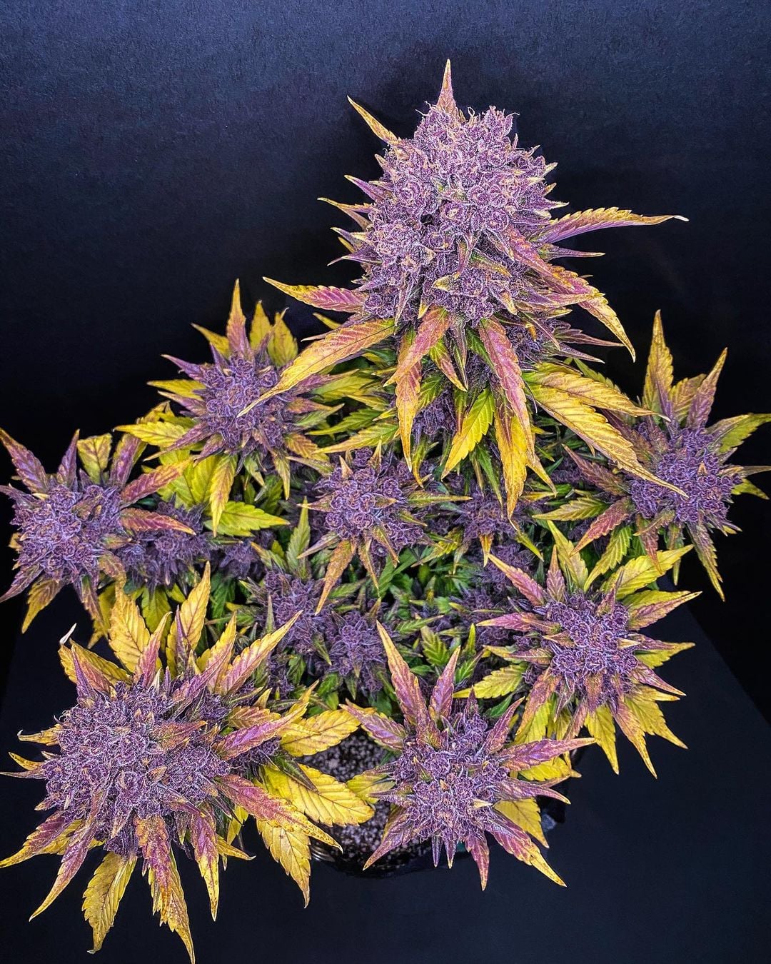 Purple Lemonade Photo Gallery Fast Buds