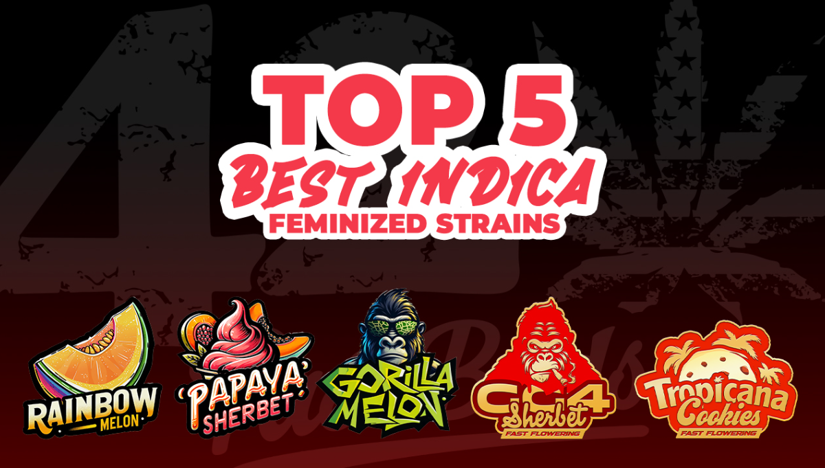 Top 5 Parimat Indica Femini-seemne Sorti