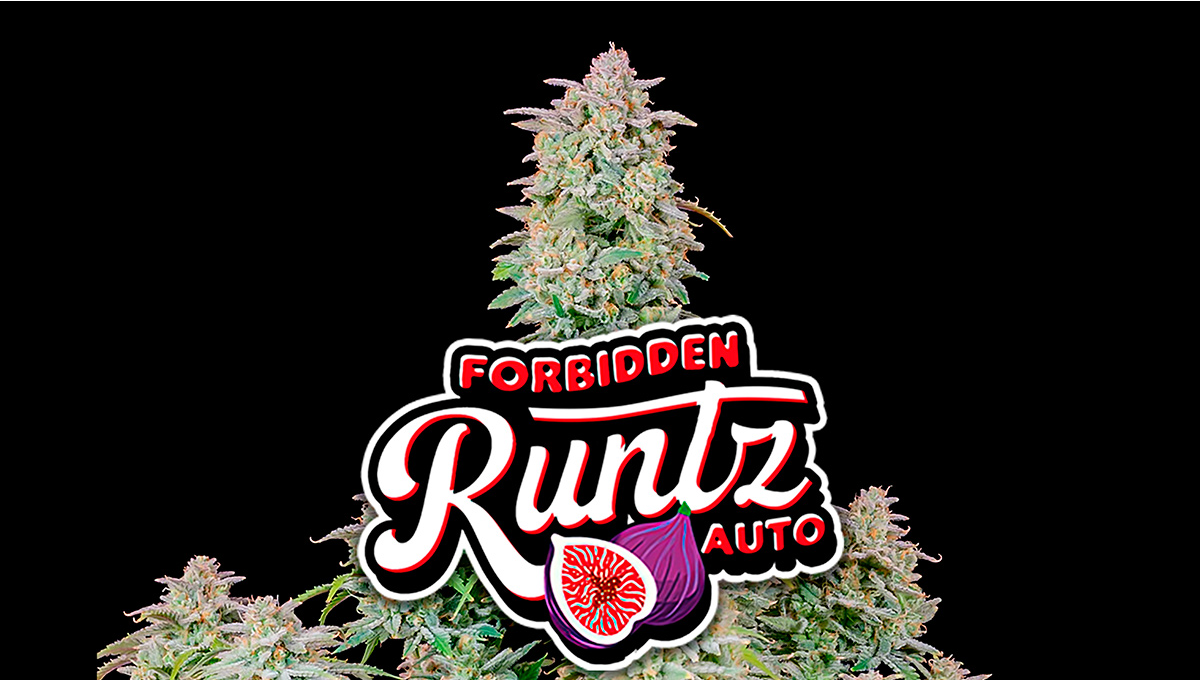 Forbidden Runtz Auto Woche fr Woche Anleitung
