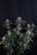 Lemon Cherry Sundae Auto