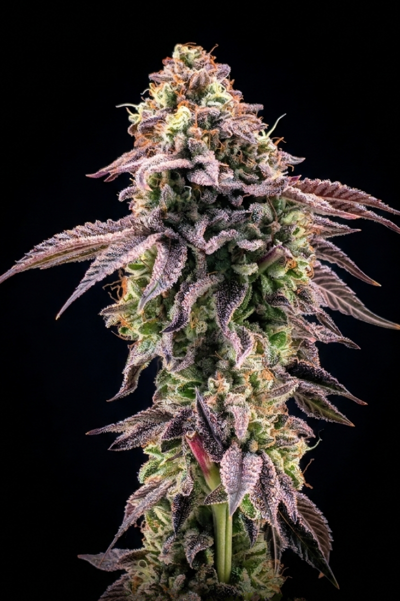 Photo of Biscotti Gelato