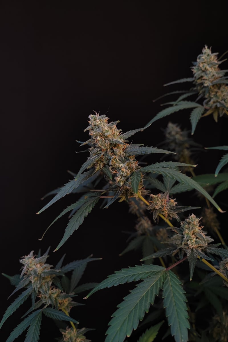 Photo of BubbleGum Auto