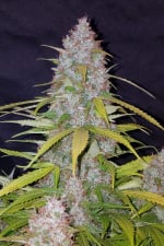 Californian Snow Auto