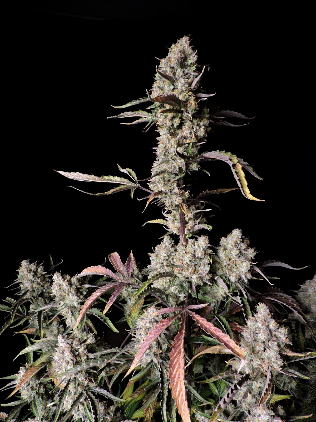 Buy Gorilla Zkittlez Auto Cannabis Seeds | Fast Buds