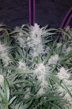 Mexican Airlines Auto