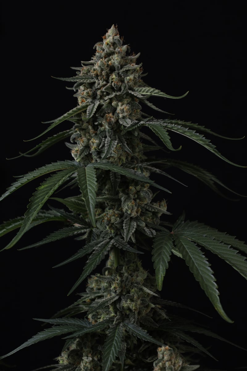 Photo of Banana Cherry Cookies Auto