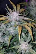 Mexican Airlines Auto