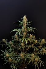 Jack Herer Auto