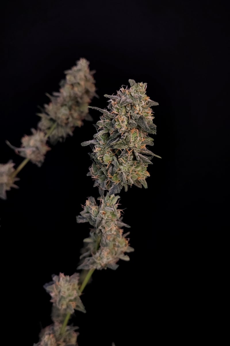 Photo of BubbleGum Auto