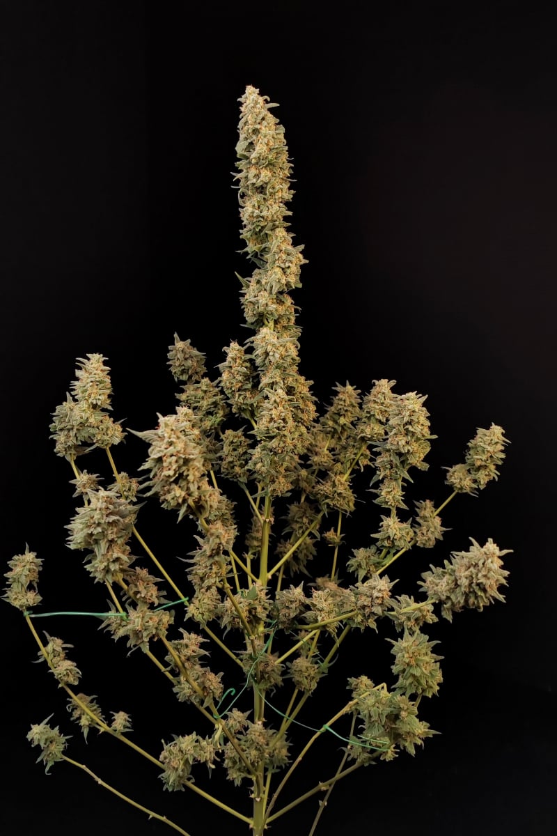 Photo of Critical Auto