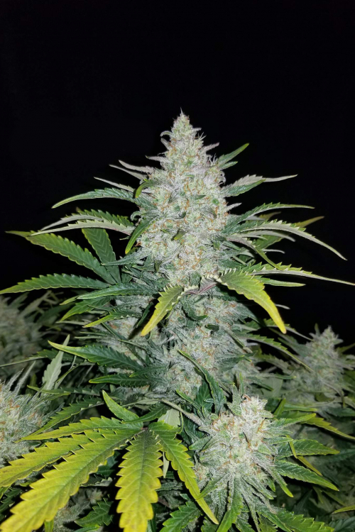 Rhino Ryder Auto Seeds – Buy Rhino Ryder Strain | Fast Buds