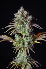 Big Bud Auto