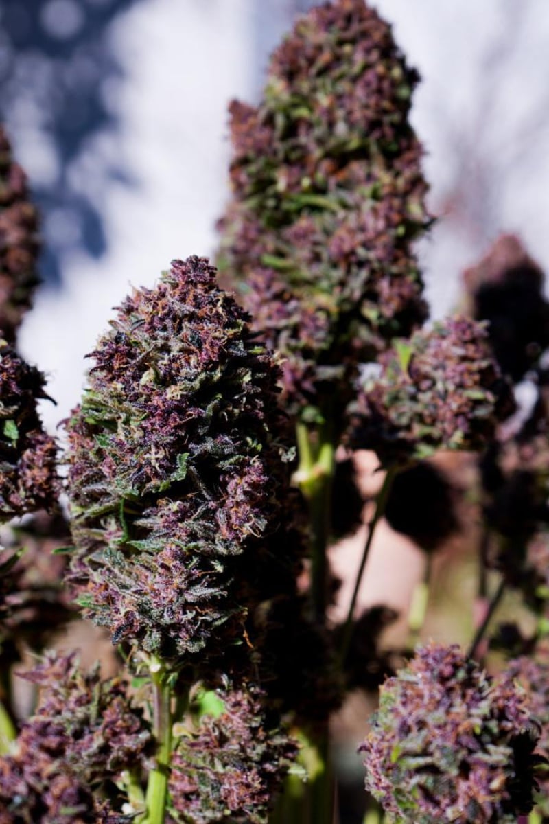 Photo of Purple Haze Auto