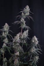 Pineapple OG Auto