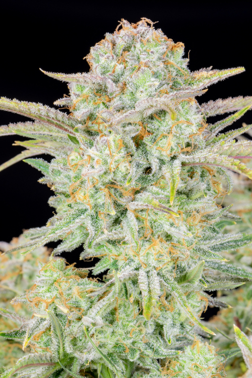 Bruce Banner Auto Seeds – Buy Bruce Banner Strain | Fast Buds