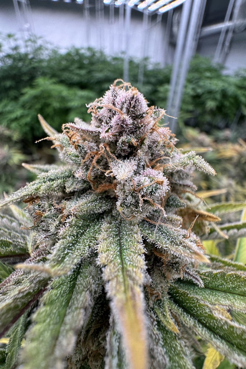 Photo of Cherry Cola Auto RF3