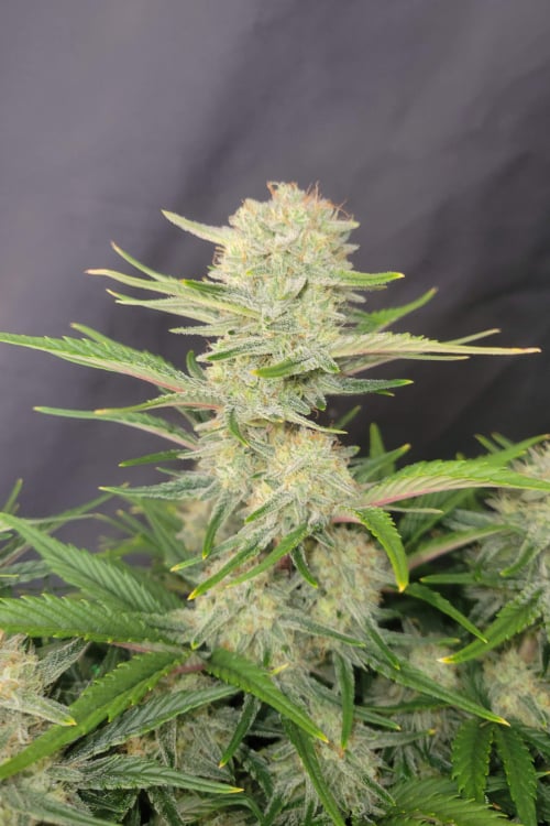 Buy Apricot Auto Cannabis Seeds | Fast Buds