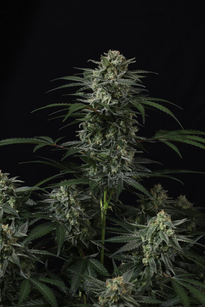Photo of Banana Frost Auto
