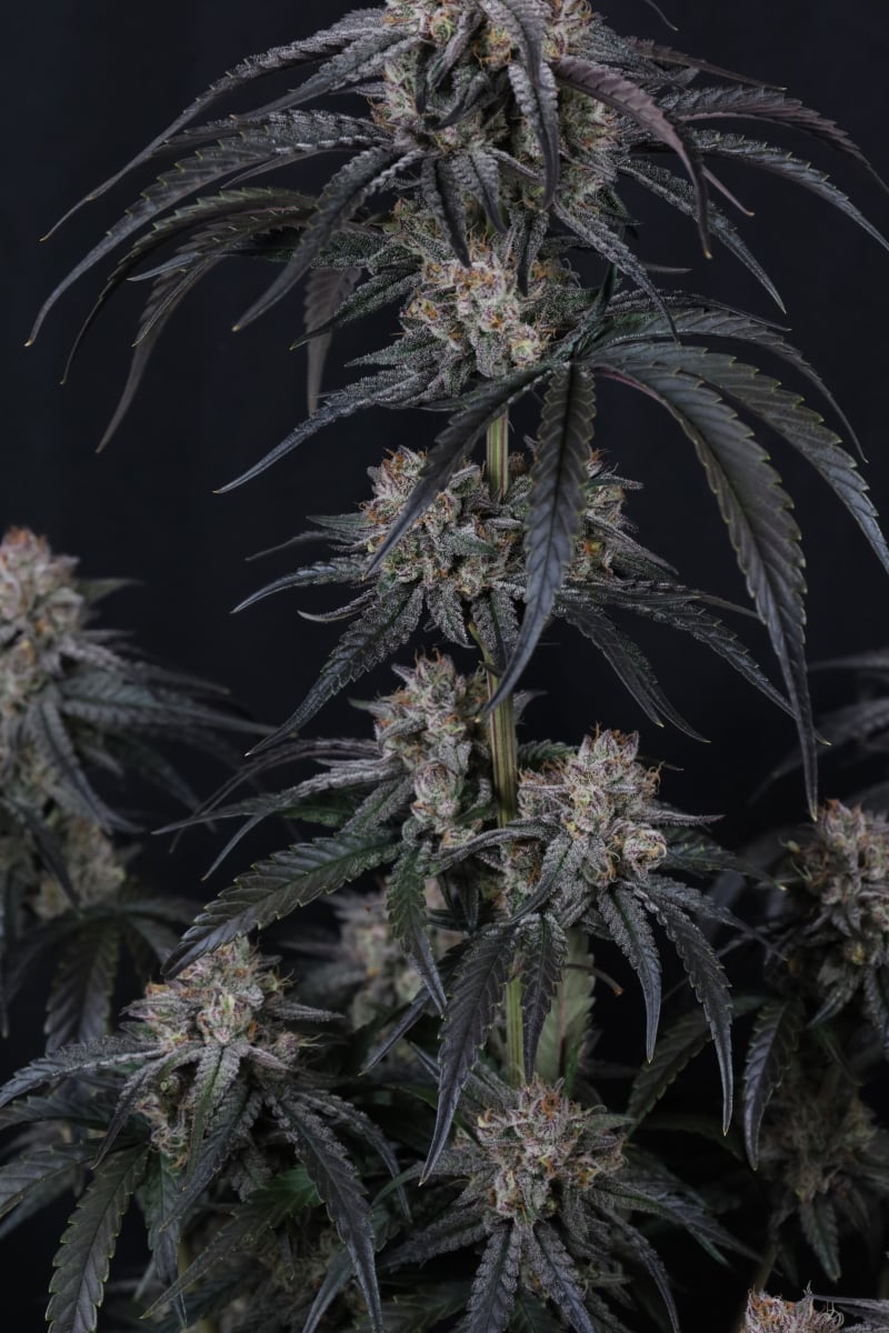 Photo of Mango Frost Auto