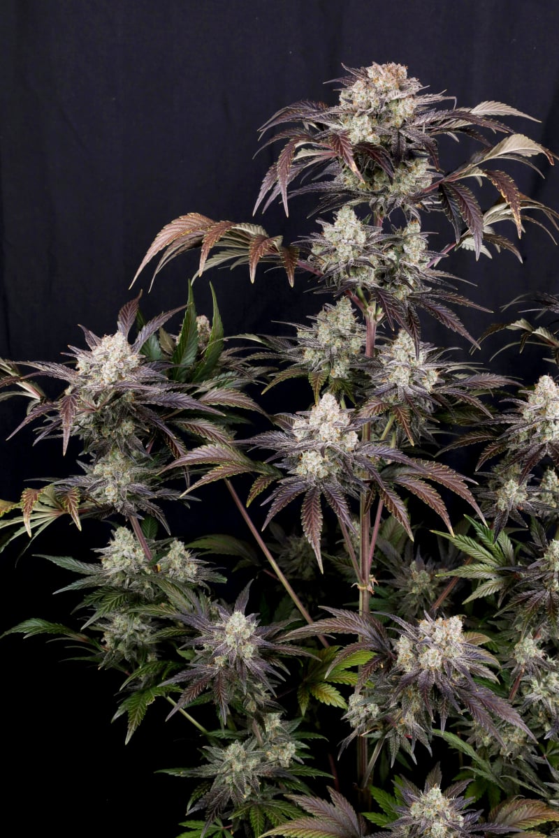 Photo of Frostbanger Auto